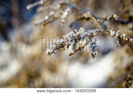 frozen plants grown with ice crystals in winter sunlight