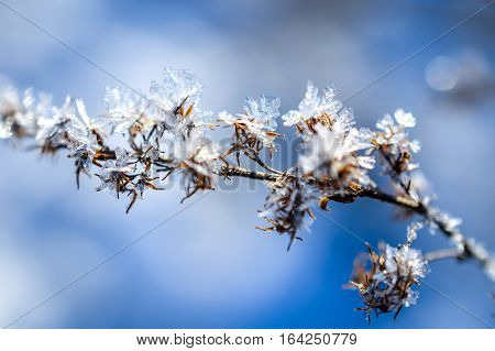 frozen plants grown with ice crystals in winter sunlight