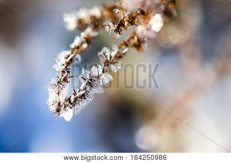 frozen plants grown with ice crystals in winter sunlight