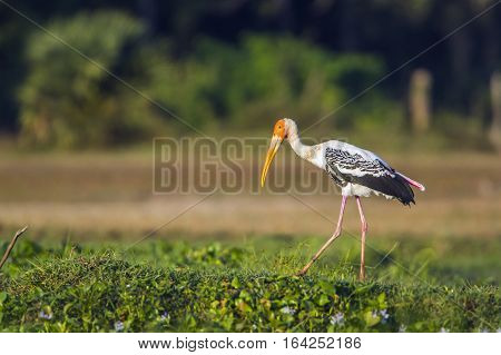 Painted stork in Pottuvil nature reserve, Sri Lanka ; specie Mycteria leucocephala family of ciconiidae