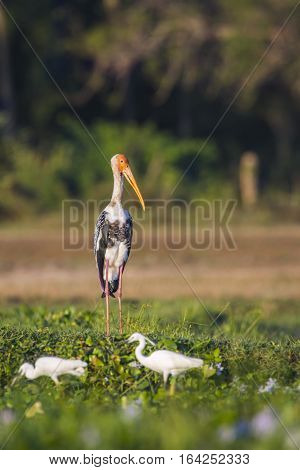 Painted stork in Pottuvil nature reserve, Sri Lanka ;specie Mycteria leucocephala family of
