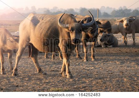 Thai buffalo, Thasala Nakhon Si Thammarat Thailand