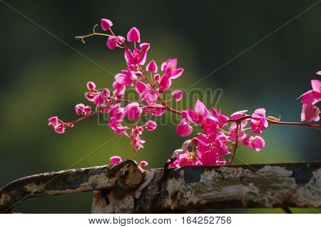 Antigon flowers on the old steel fence
