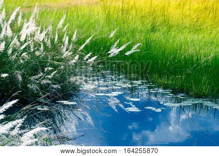 Kans grass Saccharum spontaneum and water reflection of sky Kolkata West Bengal India - welcoming autumn in the city.