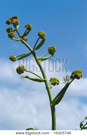 Anis anläggning mot en blå himmel