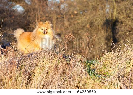 Shetland Sheepdog stands on a brown field