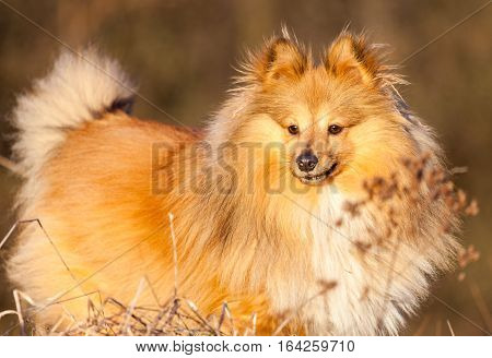 Shetland Sheepdog stands on a brown field