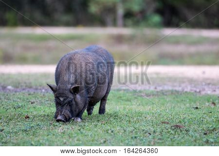 Black pig grazing in the grass on farm.