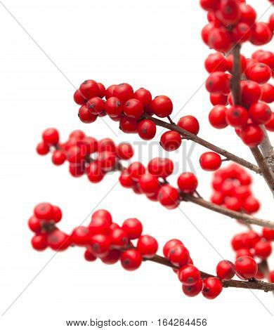 Ilex Verticillata Or Winterberry