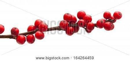 Ilex Verticillata Or Winterberry