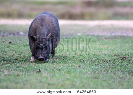 Black pig grazing in the grass on farm.