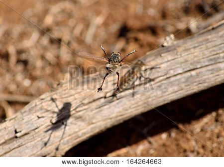 Courtship of two robber flies on a dry trunk