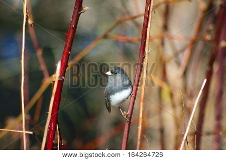 Dark Eyed Junco Perched on a Bush.
