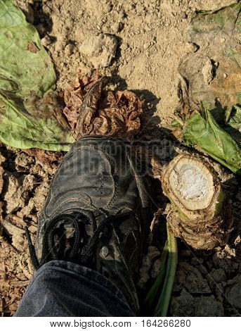 A cut tobacco stalk stump next to a womans foot for reference. These stalks are 2