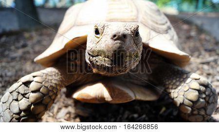 old big African spurred tortoise in sunshine