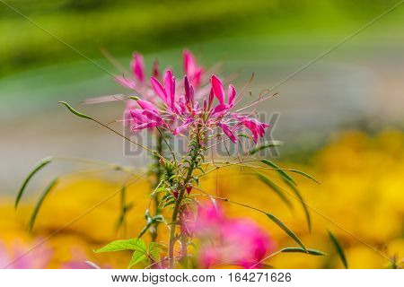 beautiful colorful western tare in the garden