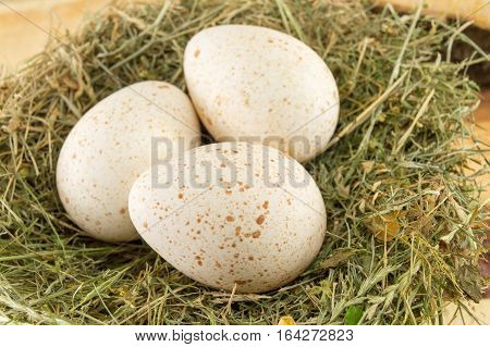 Raw Turkey Eggs In A Nest