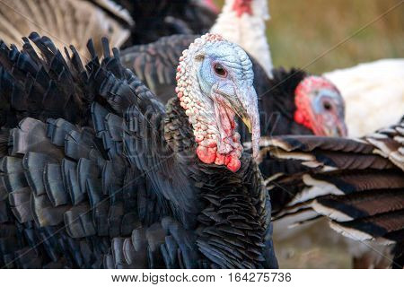 turkey graze close up in the village.