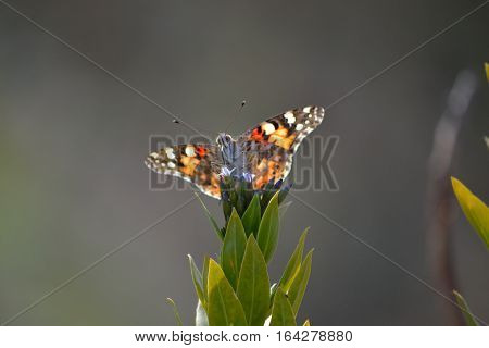 the painted lady butterfly and the wings