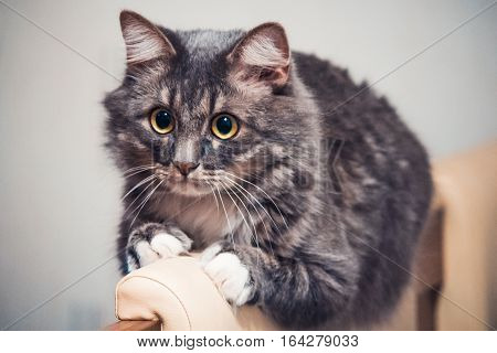 Cat sitting at home on the bed and looking away