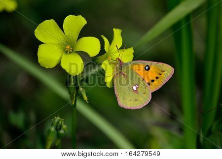 clouded yellow butterfly is enjoying their food.