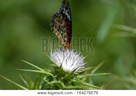 the inspection of painted lady butterfly on wildflower