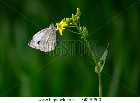 the tiny cabbage butterfly is busy in mustard field