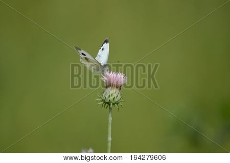 the tiny cabbage butterfly is tasting the nactor is wheat field