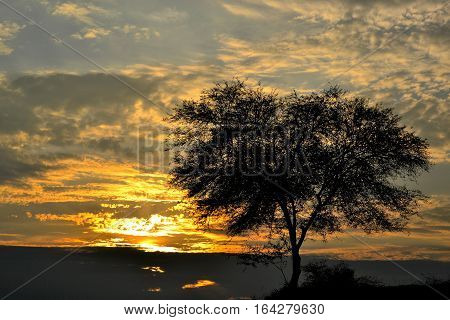 the sunsitting on a busy sky and the lonely tree