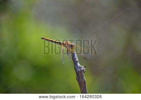 the dragon fly sitting on a dead plant