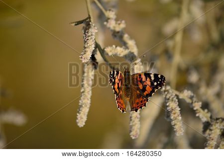 the painted lady butterfly is resting on wild plant