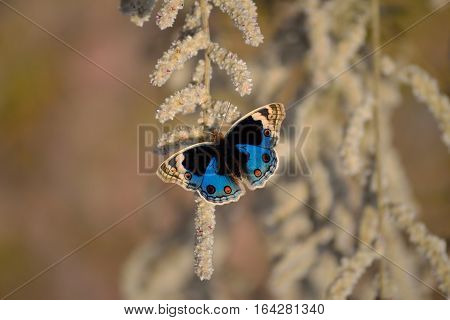 blue pansy butterfly release their wings to keep self warm.