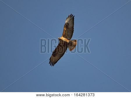 the eagle is in search for hunt.