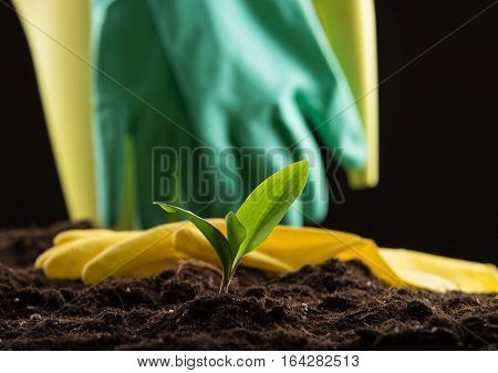 Sprout In Ground