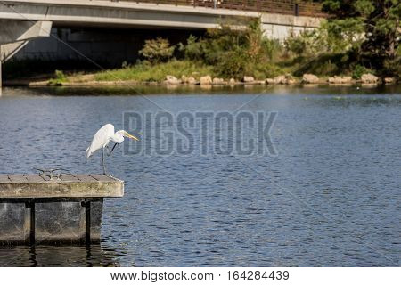 Great Egret standing on a pier with one leg raised.
