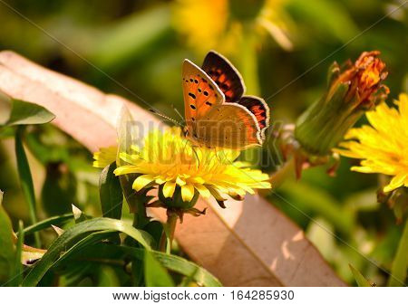 a small butterfly is feeding herself on early morning.