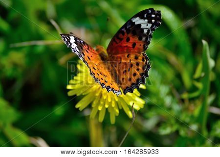 the multi color buttrtfly is resting on wild flower.