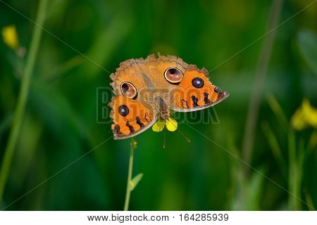 peacock butterfly is grazing on mustard flower.
