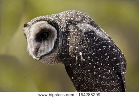 this is a close up of a southern boobook owl