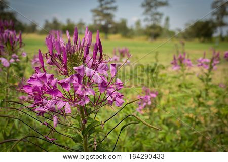 beautiful colorful western tare in the garden