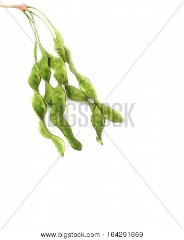 Parkia speciosa sheath on white background ( bean petai twisted cluster stink bitter sato )