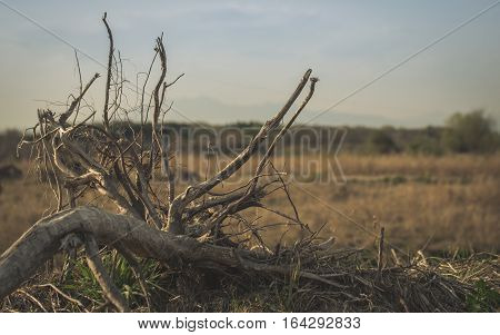 Dead Tree in grass field
Take under the bridge Utsunomiya Japan
