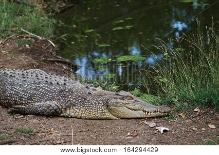 Small Saltwater Crocodile (Crocodylus porosus) sleeping by waters edge