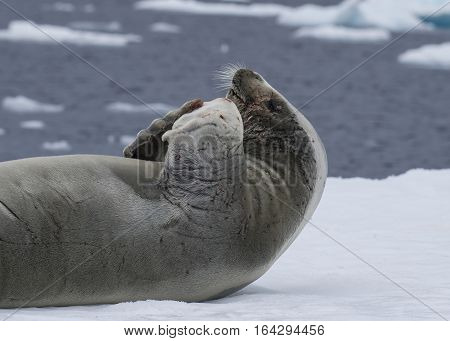 Crabeater Seal laying on the iceberg in Antarctica