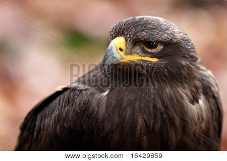 Steppe eagle - close-up portret van deze majestueuze bird of prey