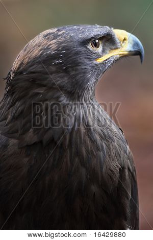 Steppe eagle - close-up portret van deze majestueuze bird of prey