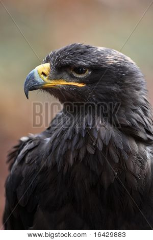 Steppe eagle - close-up portret van deze majestueuze bird of prey