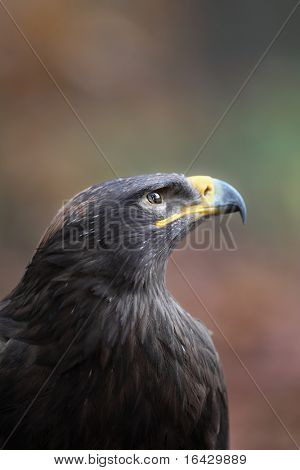 Steppe eagle - close-up portret van deze majestueuze bird of prey