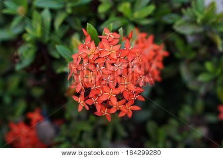 Red flowers on  green background in garden
