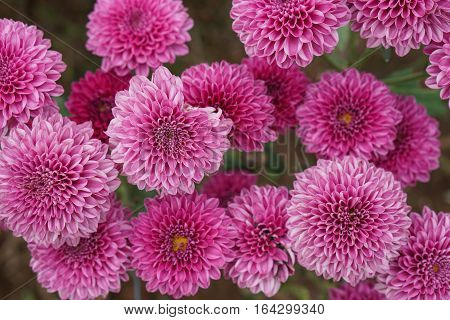 pink and purple flower on dark rustic background.